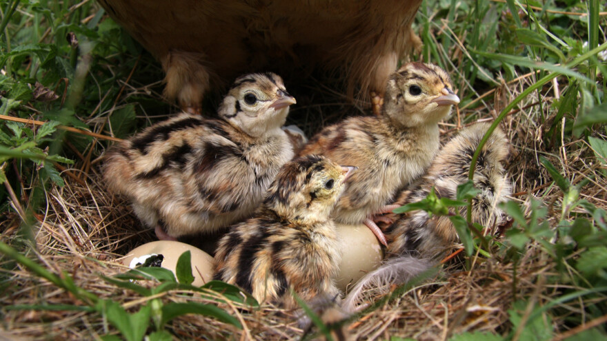 Period mladunaca  - dovitljivost prirode i roditeljska ljubav