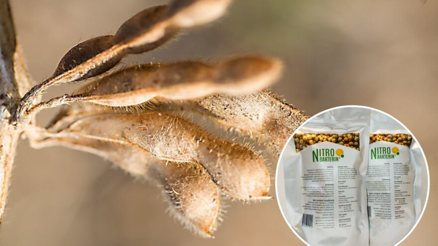 Predsjetvena bakterizacija sjemena soje - preporučena mjera u proljetnoj sjetvi