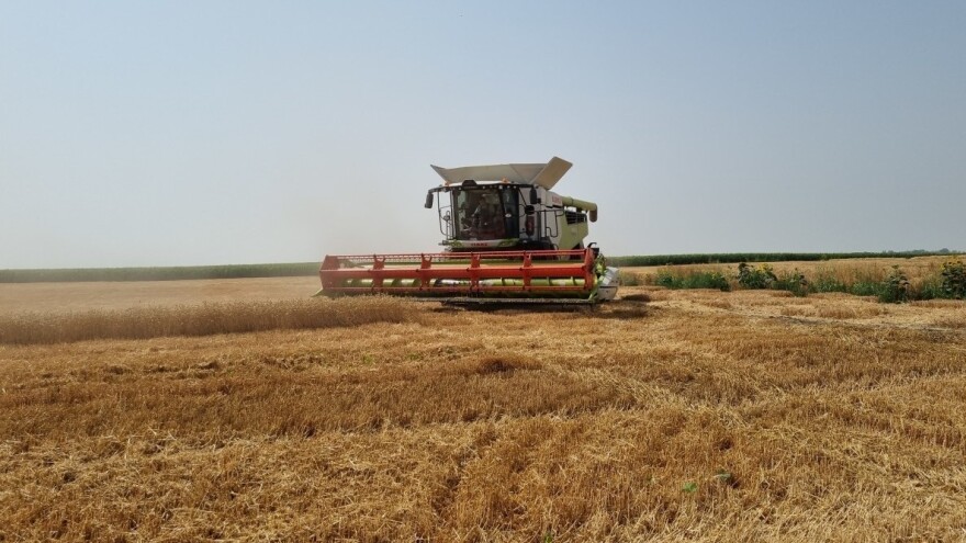 Tvrtka Jerković i FAZOS u akciji: Na pokušalištu žetvu pšenice vršio Claas Lexion 6900