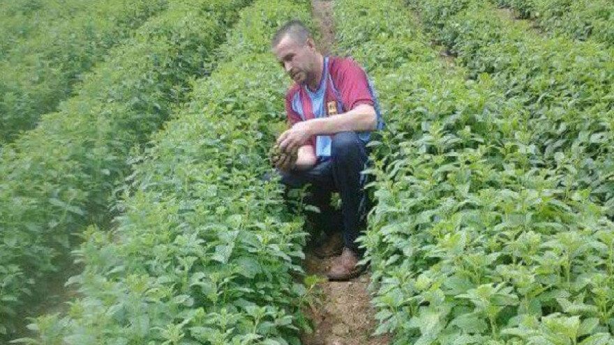 Matičnjak tretira đubrivom i krečom, a kosi srpom