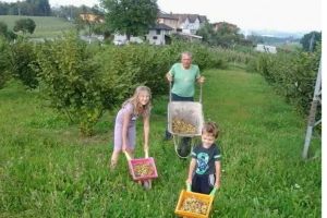 Uzgoj lješnika - kultura za koju se rijetki odlučuju
