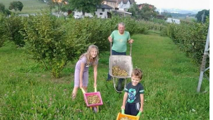 Uzgoj lješnika - kultura za koju se rijetki odlučuju