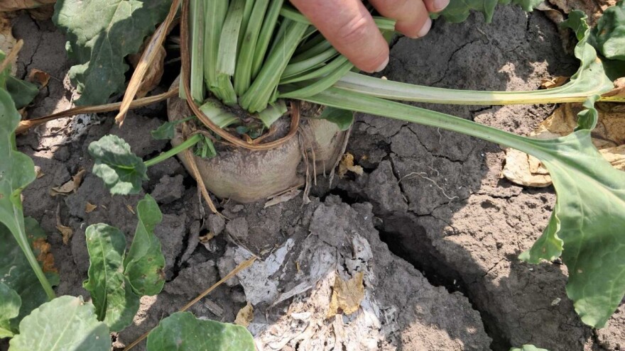 U Srednjem Banatu počinje vađenje šećerne repe: U uslovima suvog ratarenja prosečan prinos