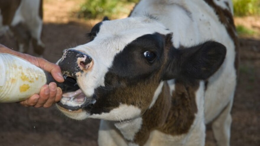 Hranidba teladi za ekonomične rezultate