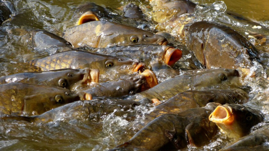 Teška situacija u ribnjacima zbog vrućina