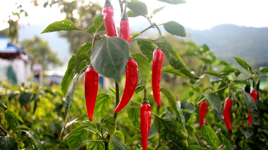 Za uzgoj feferona potreban mali početni kapital, a veoma je tražen na tržištu