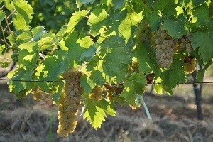 Odlična godina u vinogradima Feravina