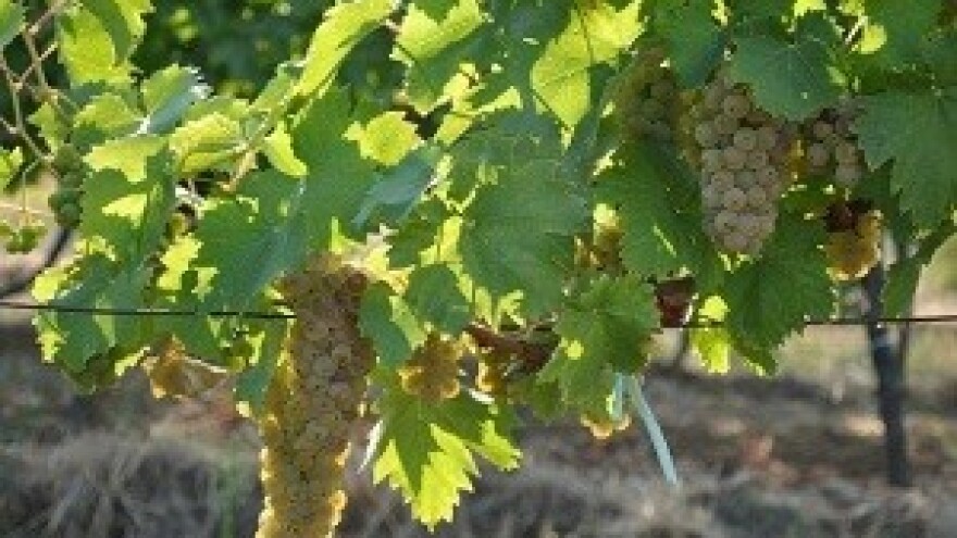 Odlična godina u vinogradima Feravina