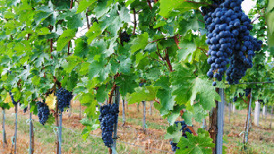 Početak berbe u Feravinu najavljuje vrhunsku godinu za Diku i Miraz