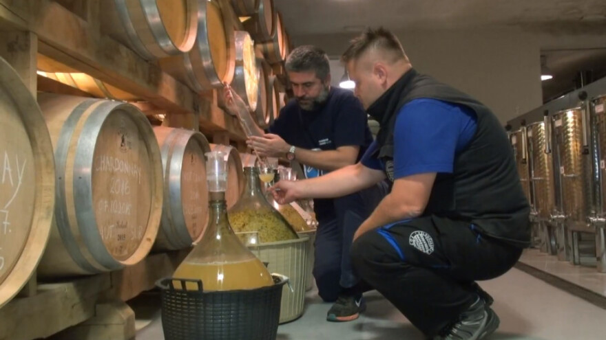 Pažljivo birajte vinske kvasce!