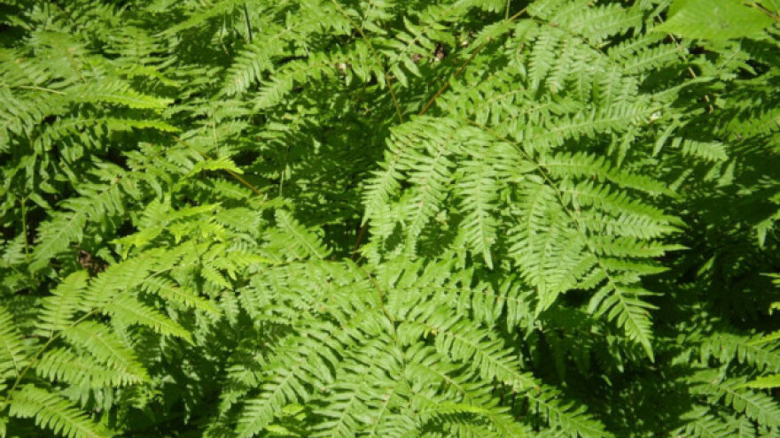 Zašto je otrovna paprat korisna biljka?