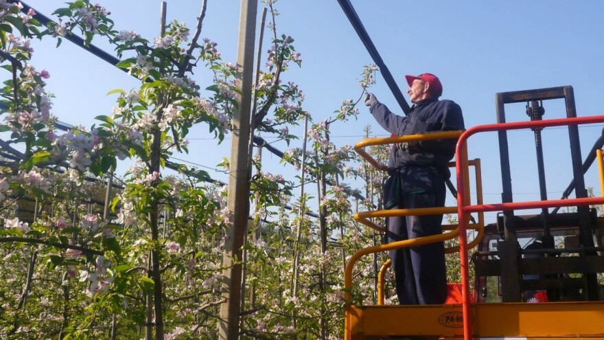 Konfuzija štetnika: Istječe rok za postavljanje feromonskih dispenzera u višegodišnje nasade