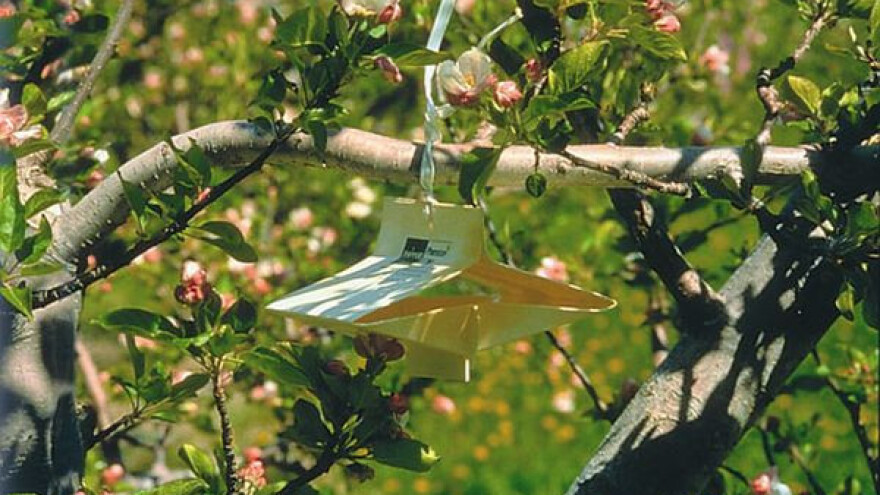 Feromonske klopke u integriranoj proizvodnji