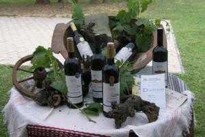 Festival vina