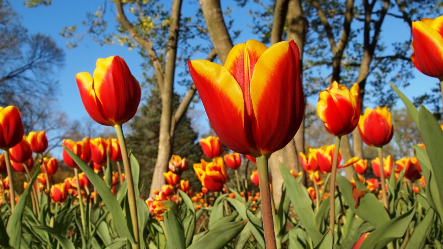 Prvi novi Banjalučki festival cvijeća