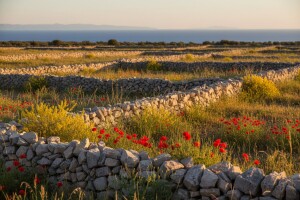 Festival divljeg cvijeća na Hvaru