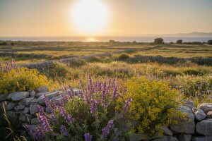 Festival divljeg cvijeća uskoro i u Starom Gradu