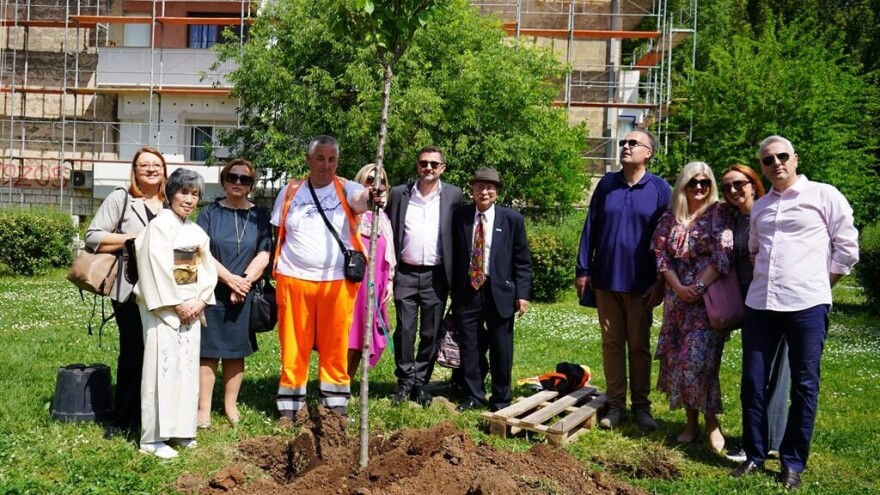 U Mostaru raste više od 200 stabala prekrasne japanske trešnje