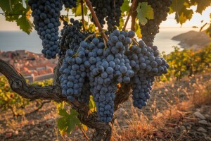 Festival plavca malog