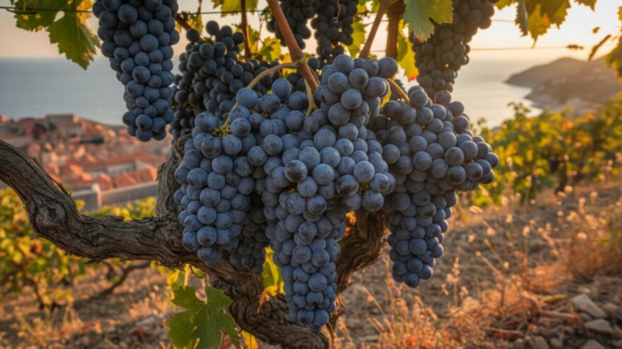 Festival plavca malog