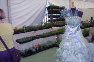 Festival samoniklog bilja u Kršanu