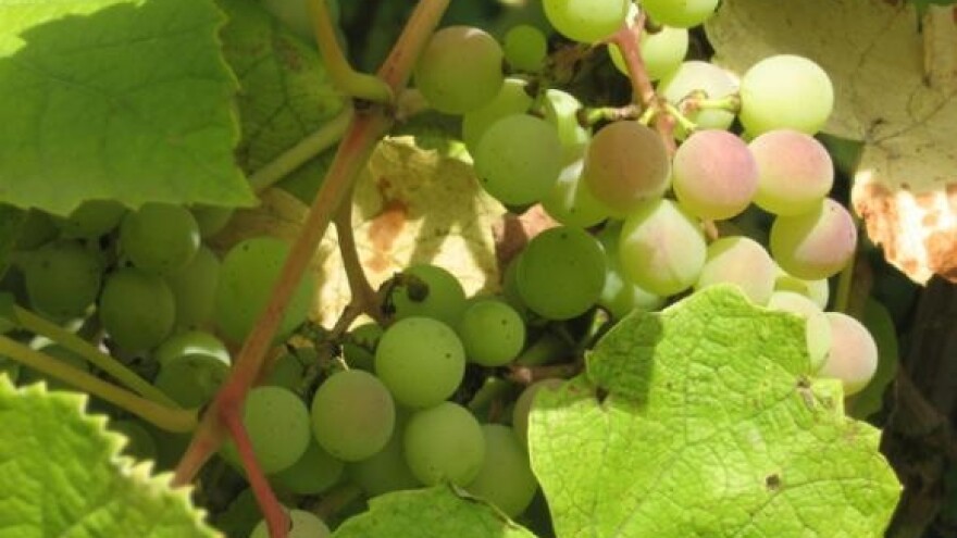 Festival graševine Slavonije i Baranje