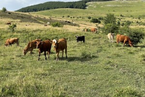 Pisali premijeru: Spriječite donošenje štetnih odluka za poljoprivrednike krških područja