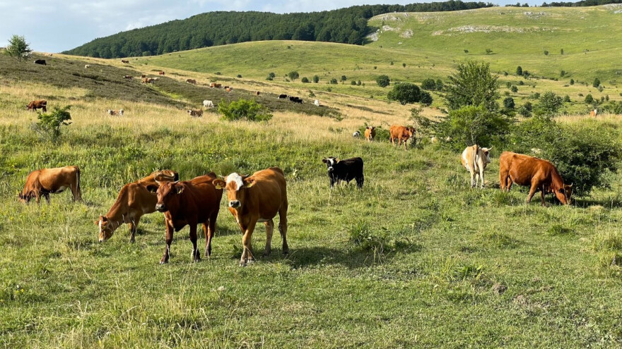 U veljači novi natječaj za zakup šumskog zemljišta - stočari upozoravaju na niz problema