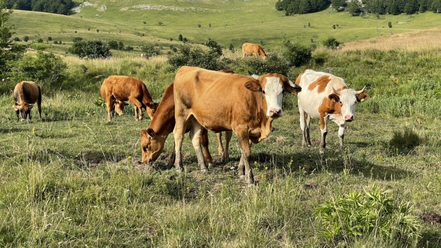 Aprilski poslovi: Stoka na bačiju, setva kukuruza prema listovima bukve?
