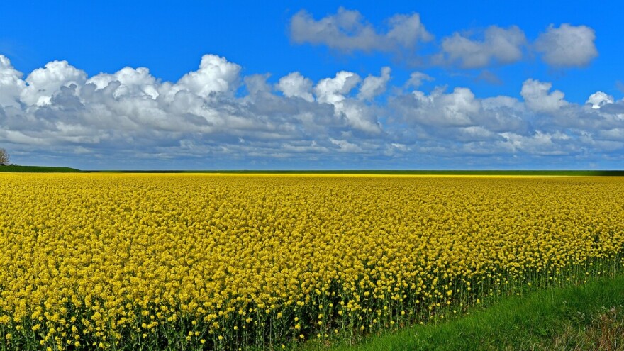 Uljana repica okupirala Češku – građani ljuti, premijer i farmeri trljaju ruke