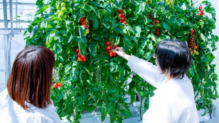 Na tržištu paradajz sa izmenjenim genima - nije GMO
