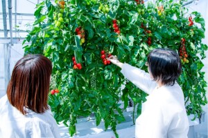 Na tržištu rajčice s izmijenjenim genima - nisu GMO