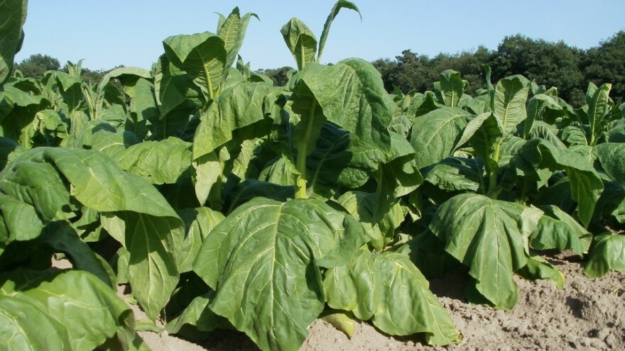 Zakon o duhanu te skladišnici za žitarice i industrijsko bilje - što je novo?