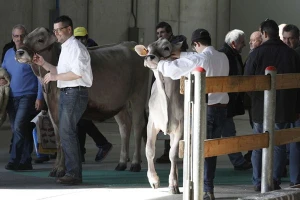 Agrodron i frizer za krave nedostižni Šumadincima