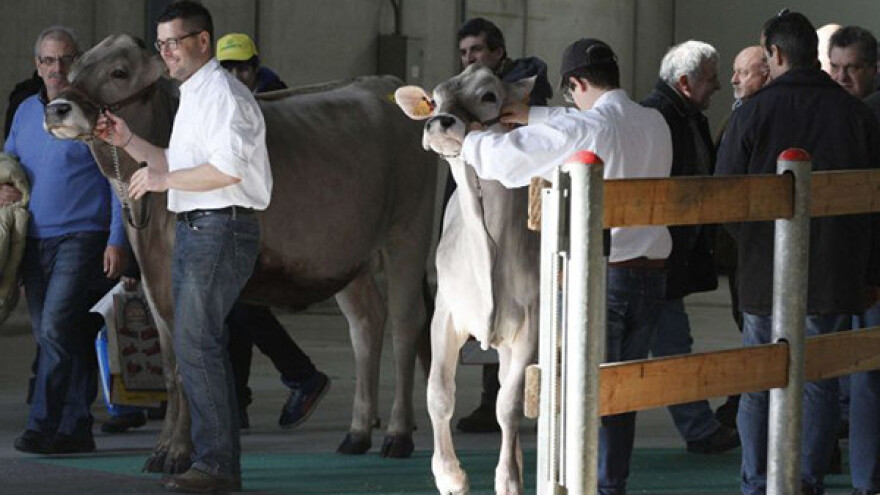 Agrodron i frizer za krave nedostižni Šumadincima