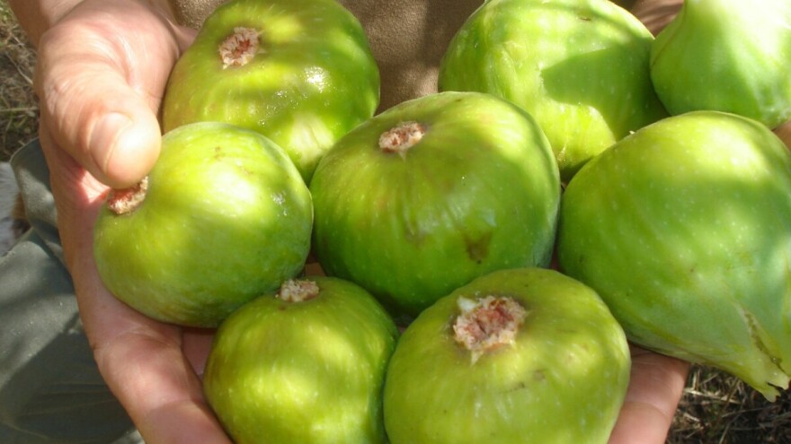 Smokva tema promotivno-ocjenjivačke izložbe i znanstveno-stručne radionice