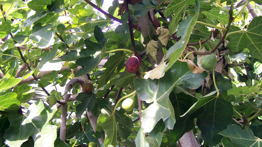 Tražite ranu i plodnu sortu smokve za uzgoj u kontinentalnom području?