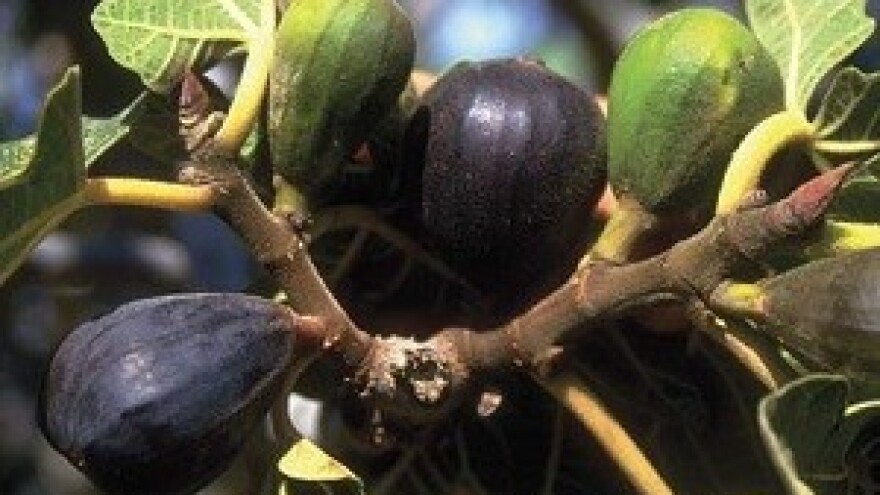 Zadrugarske smokve, masline i vinova loza