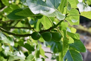 Agril folija - najbolje rešenje za smokvu tokom mraza