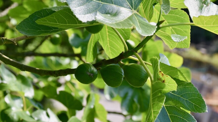 Agril folija - najbolje rešenje za smokvu tokom mraza