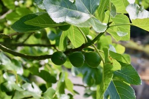 Agril folija - najbolje rješenje za smokvu tijekom mraza
