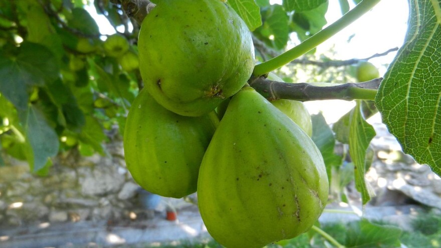 Kreće prva berba smokve, pripremite plodove na pravi način za dalju preradu