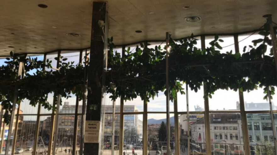 Najveći fikus na Balkanu raste pored Morave