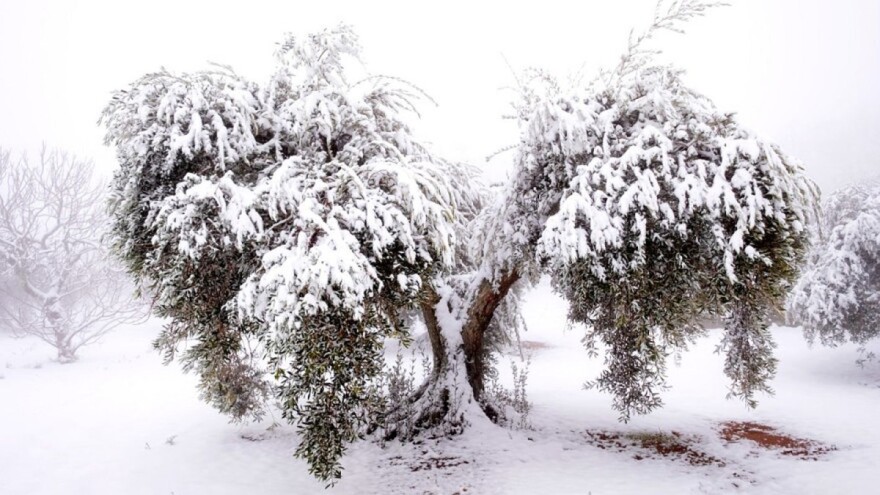 Mobiliziraju radnike u spašavanju maslinika - slijedi opasnost od biljnih infekcija