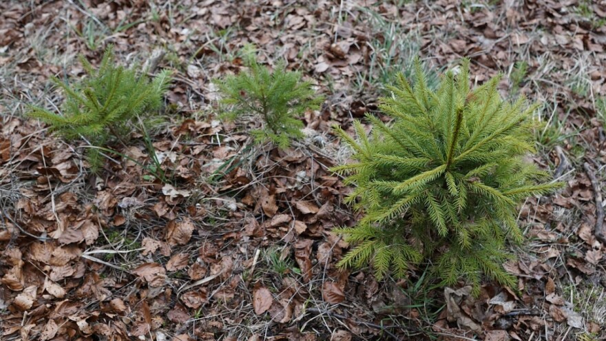 Jesenska sadnja šumskih sadnica