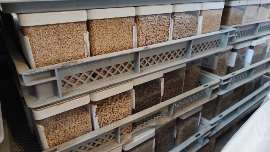 Izvoz stočne hrane povećan za 30 odsto, za isto toliko smanjen broj svinja u Srbiji