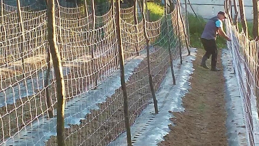 Hašići u plasteničkom uzgoju povrće štite na bazi koprive, mlijeka i stajskim gnojem