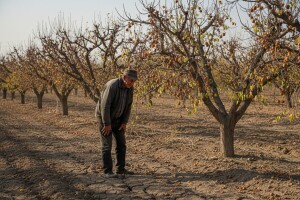 Fitoplazma uništava nasade marelica u OBŽ!