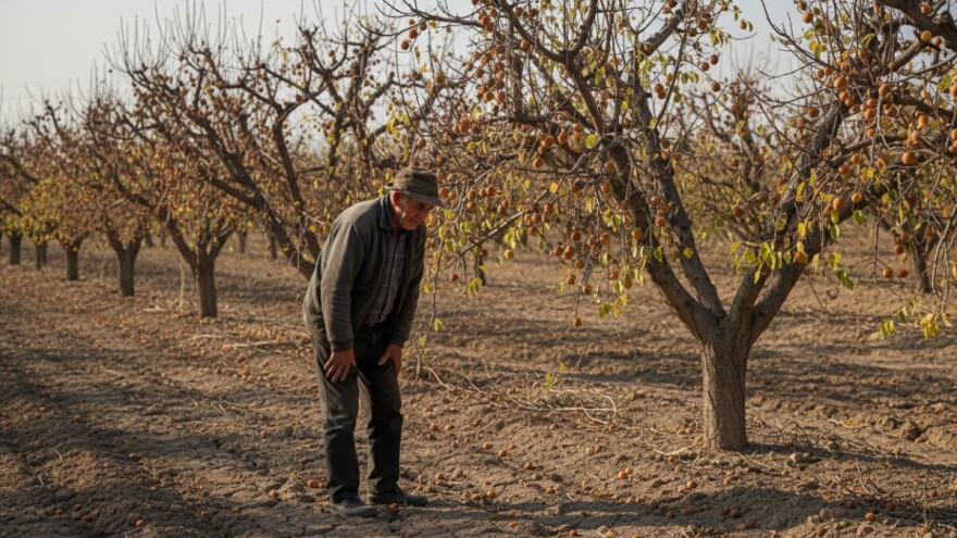 Fitoplazma uništava nasade marelica u OBŽ!