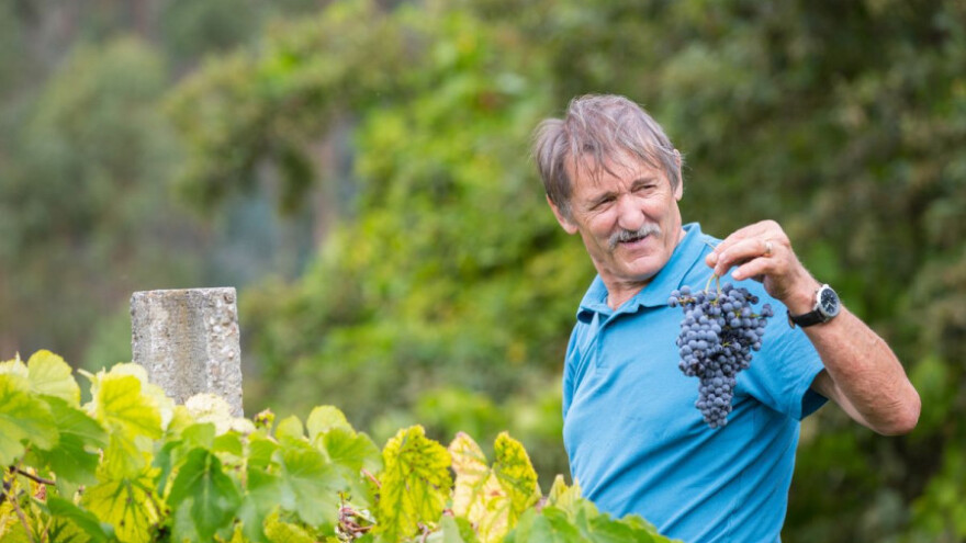 Fitoplazme - opasnost za vinovu lozu